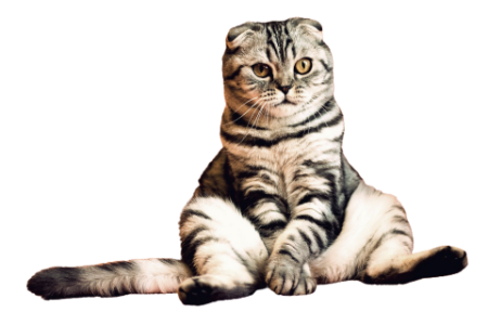 Picture for category Katze