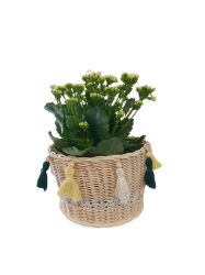 Picture of Blumenkorb aus Peddigrohr - ENE24