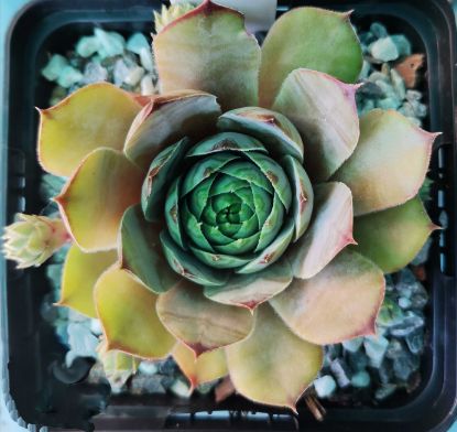 Sempervivum Comet