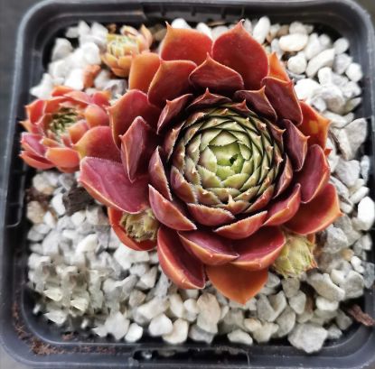 Sempervivum Vergilia