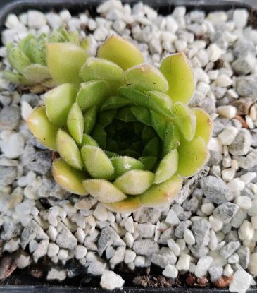Sempervivum Whitney